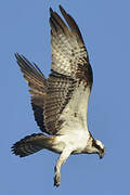 Western Osprey