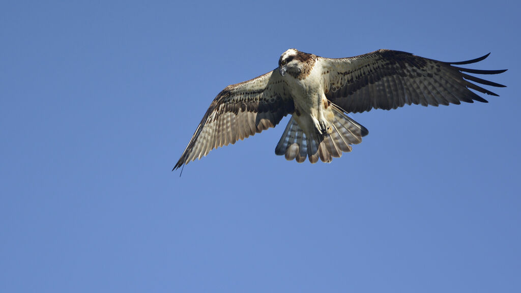 Western Ospreyadult