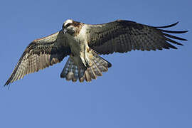 Western Osprey