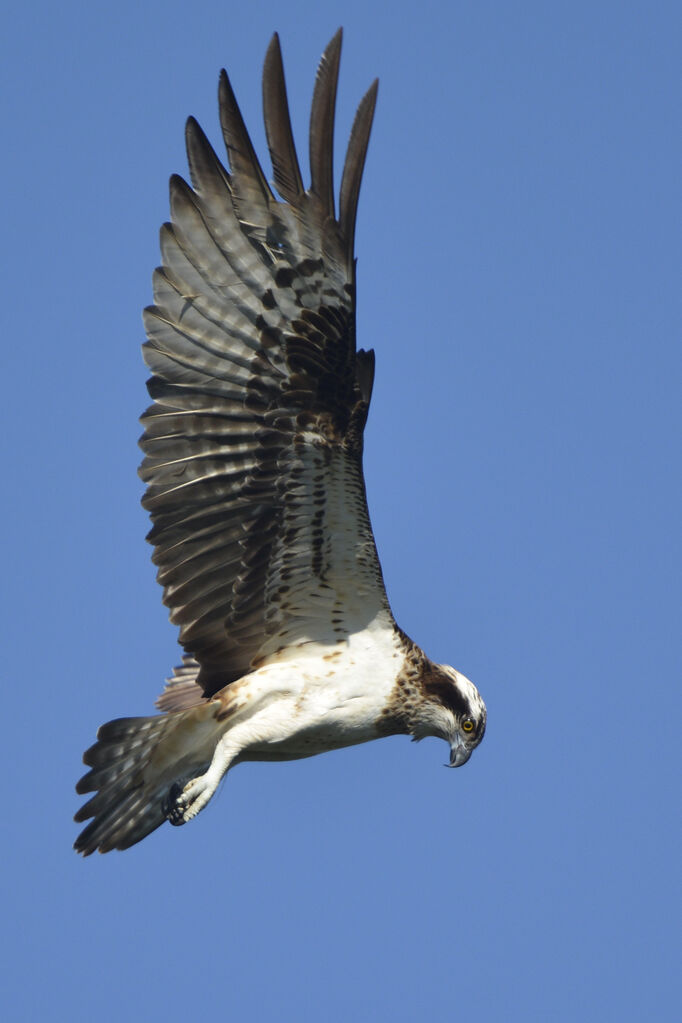 Balbuzard pêcheuradulte