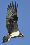 Western Osprey