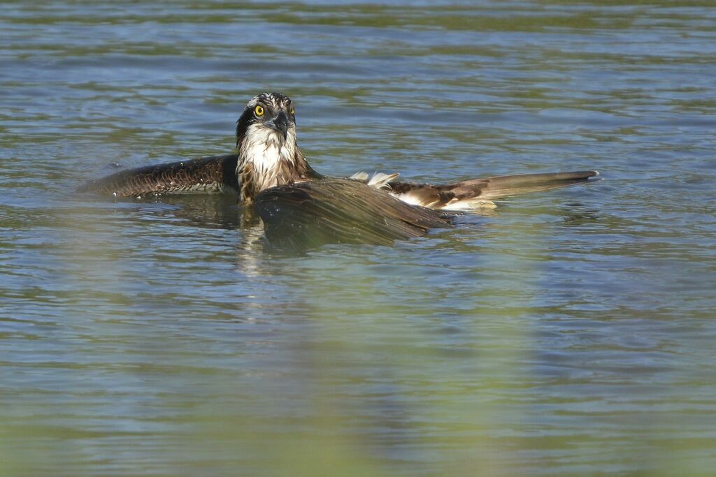 Balbuzard pêcheuradulte