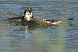 Western Osprey