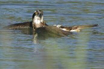 Balbuzard pêcheur