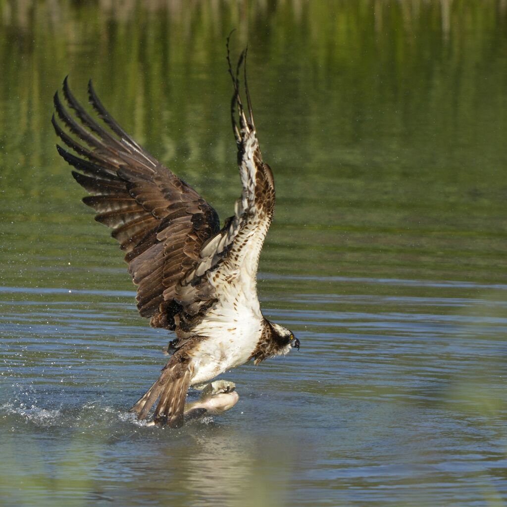 Western Osprey, feeding habits