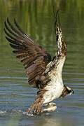 Western Osprey