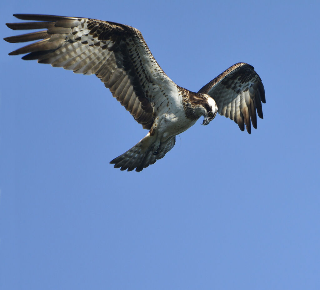 Western Osprey