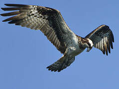 Western Osprey