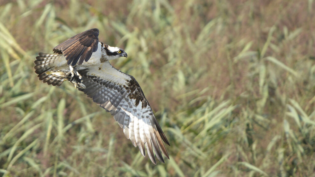 Ospreyadult, feeding habits