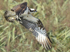 Western Osprey