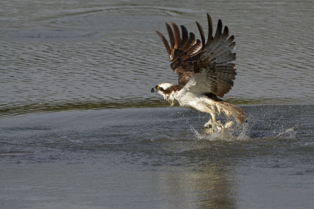 Balbuzard pêcheuradulte, pêche/chasse