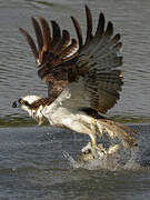 Western Osprey