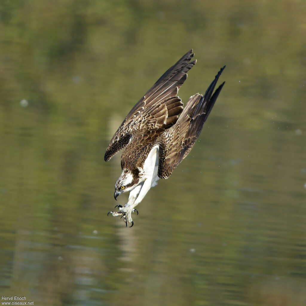 Balbuzard pêcheur1ère année, pêche/chasse