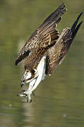 Western Osprey