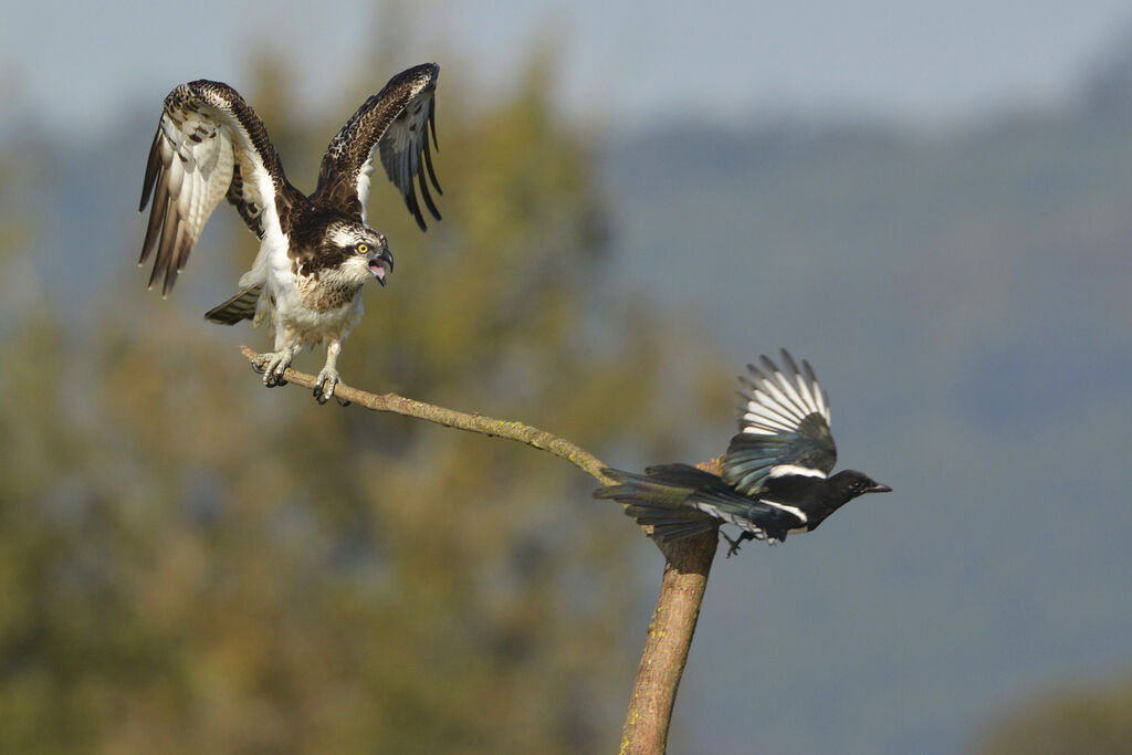 Ospreyjuvenile