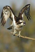 Western Osprey