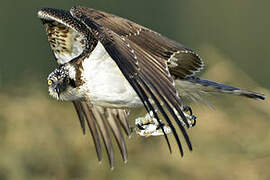 Western Osprey