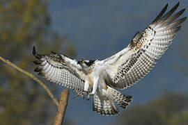 Western Osprey