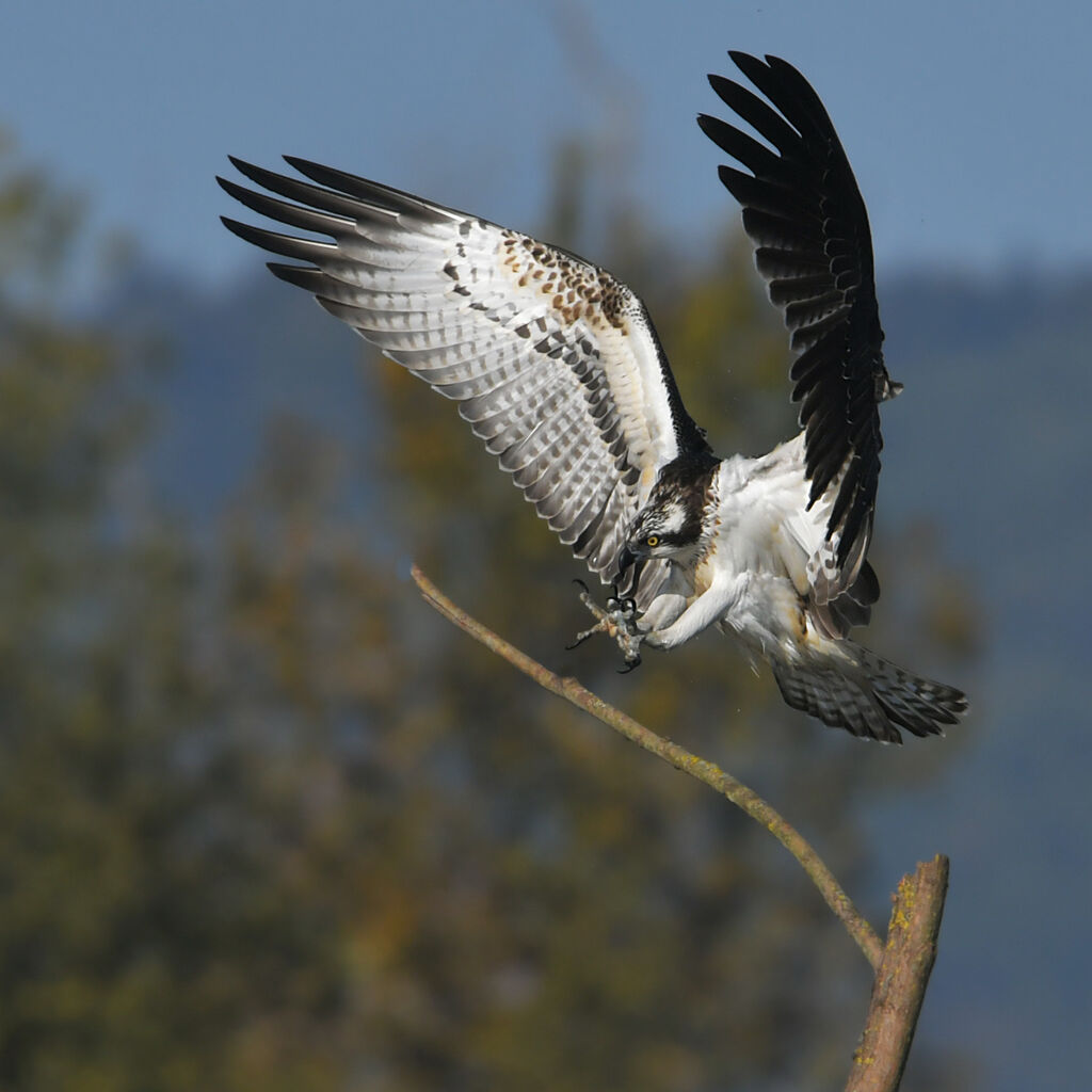 Balbuzard pêcheur1ère année, Vol