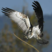 Western Osprey