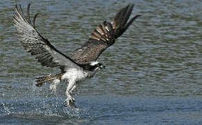 Western Osprey