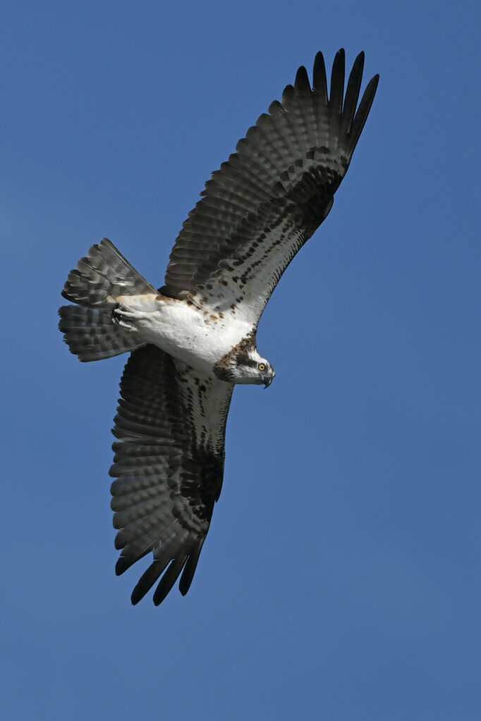 Balbuzard pêcheur femelle adulte, identification