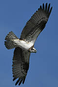 Western Osprey