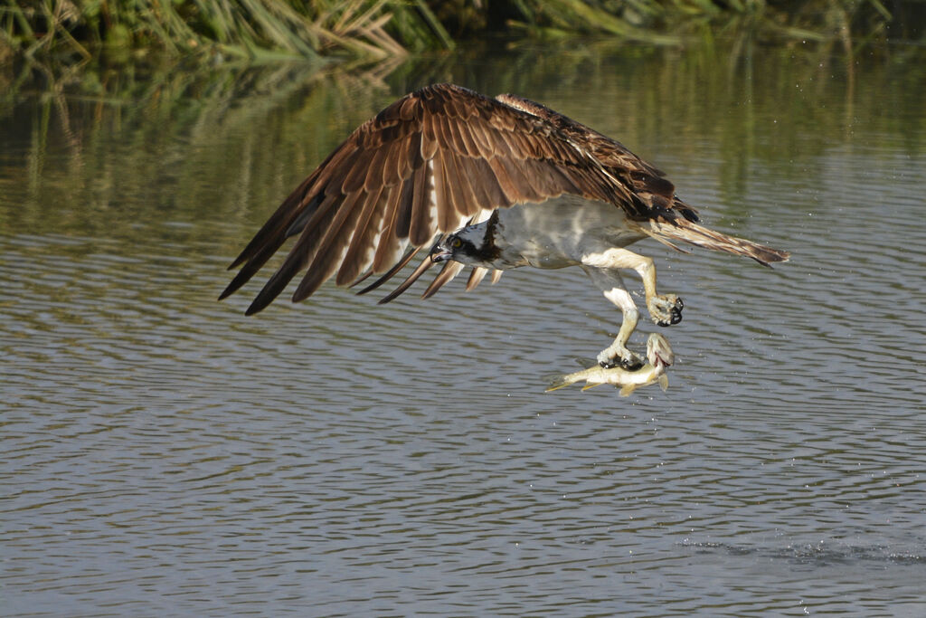 Balbuzard pêcheur, régime, pêche/chasse