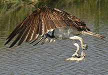 Balbuzard pêcheur