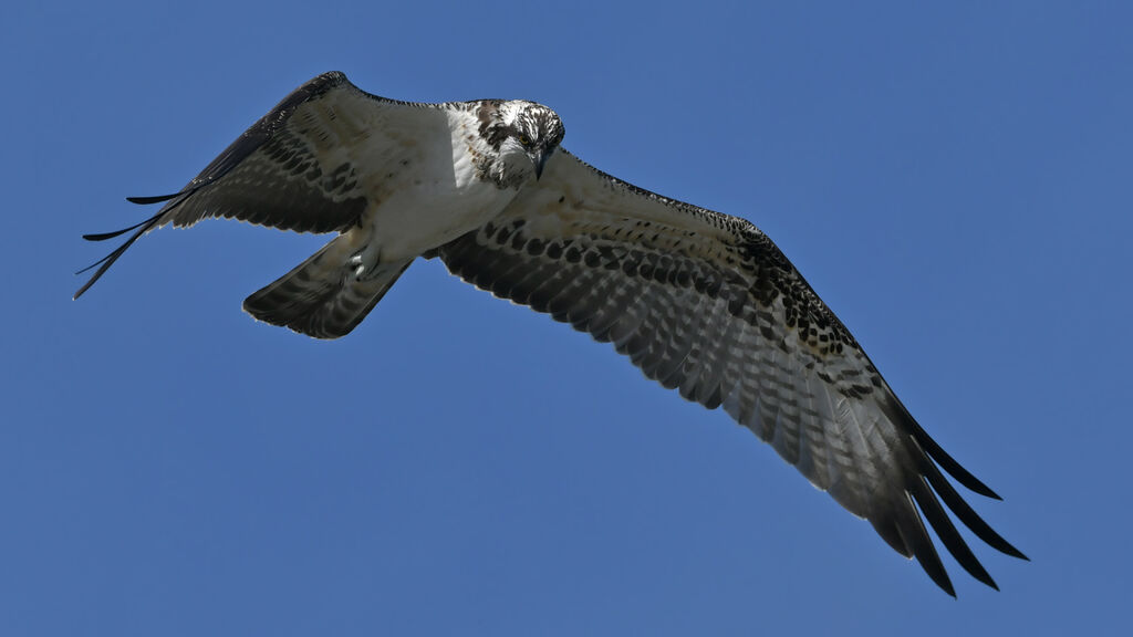 Ospreyjuvenile, Flight