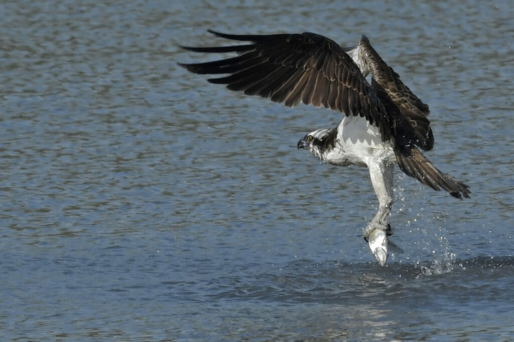 Ospreyjuvenile, Flight, fishing/hunting