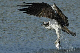 Osprey