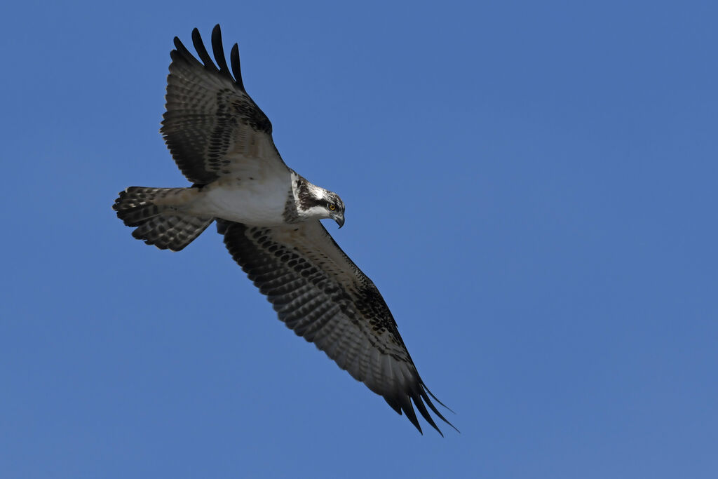 Balbuzard pêcheur, identification