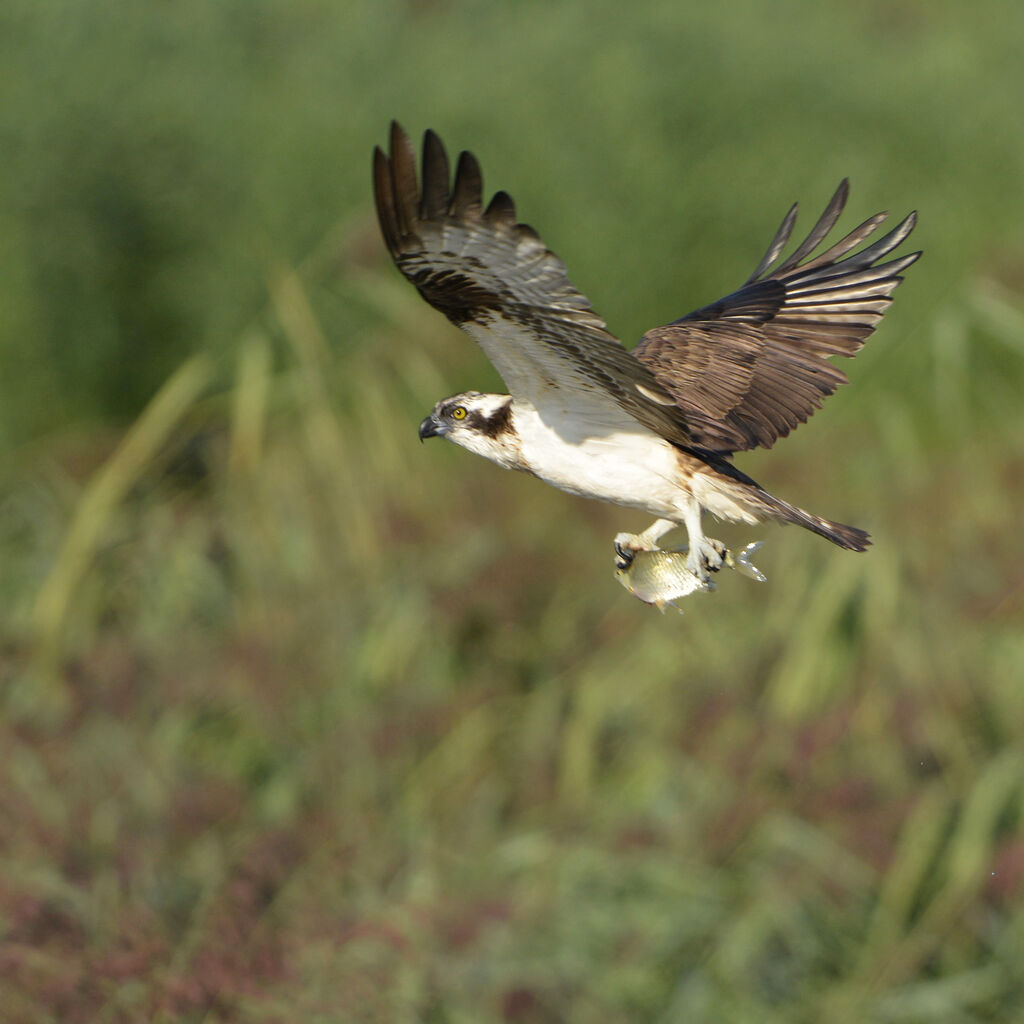 Balbuzard pêcheur, Comportement