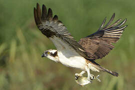 Western Osprey