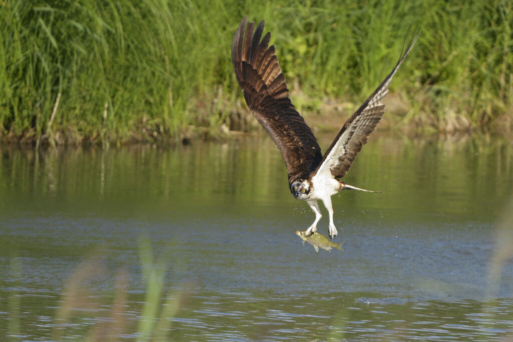 Western Ospreyadult