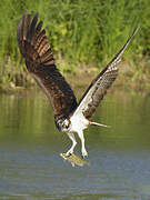 Western Osprey