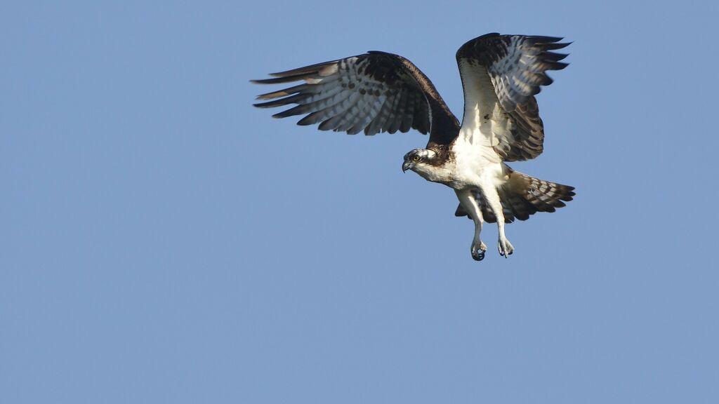 Western Ospreyadult