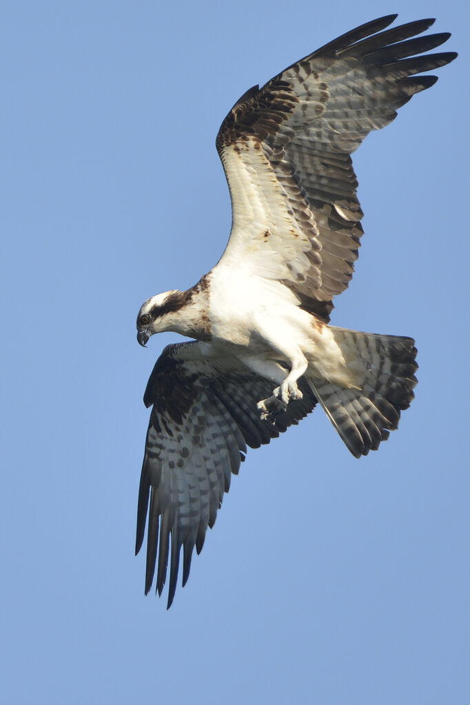 Balbuzard pêcheuradulte