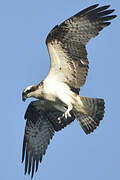 Western Osprey