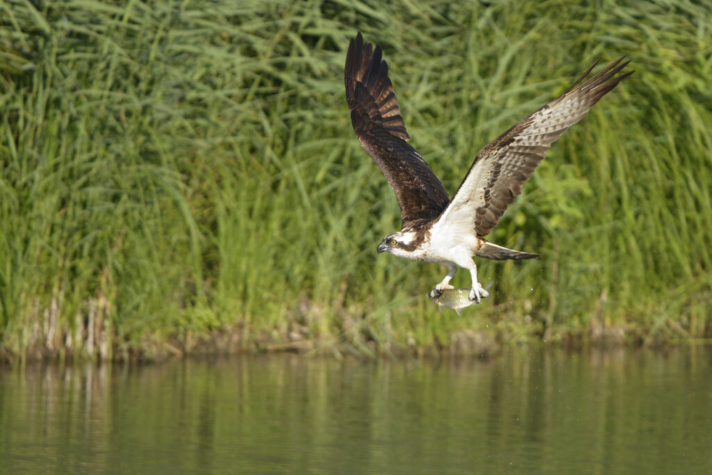 Balbuzard pêcheuradulte, régime