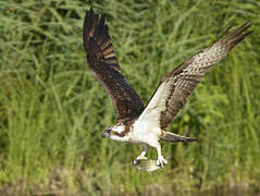 Western Osprey