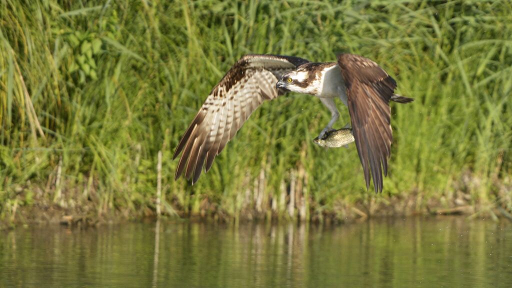 Western Ospreyadult, feeding habits