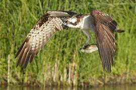 Western Osprey