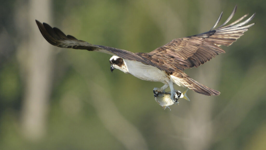 Balbuzard pêcheuradulte, régime