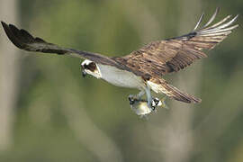 Western Osprey