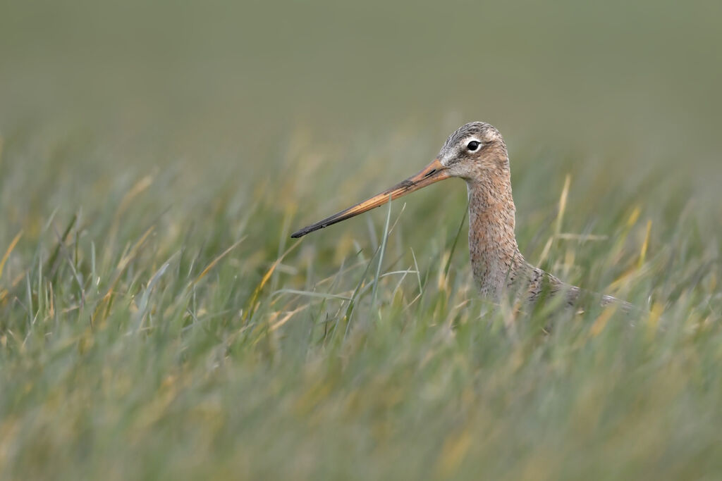 Black-tailed Godwitadult transition, close-up portrait