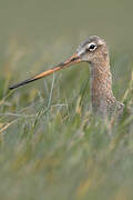 Black-tailed Godwit