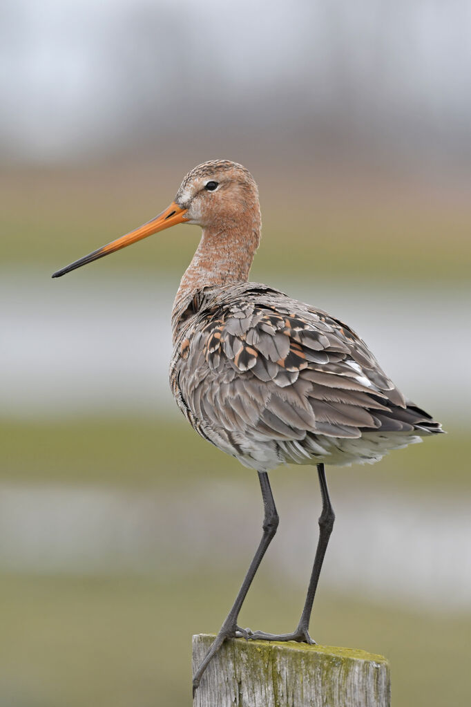 Black-tailed Godwitadult transition, identification