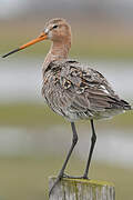 Black-tailed Godwit